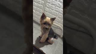 Марік yorki pets yorkie dogbreed yorkies yorkiestyle grooming [upl. by Ykcaj]