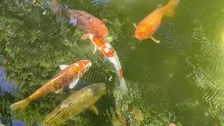 Japanese Tea Garden Tour Hidden Gem of Golden Gate Park San Francisco Ca  Travel Video 4K 🍙🍡🏡 [upl. by Nwahc566]