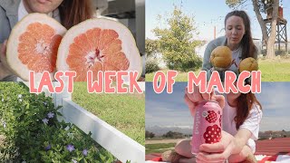 WEEKLY VLOG  Grapefruit from Our Garden Trader Joes Haul Life Update [upl. by Lertnom]