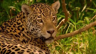 Jaguar Mating  Wild Brazil  BBC Earth [upl. by Eiffub121]