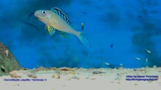 Xenotilapia papilio Tembwe II with fry [upl. by Foskett]