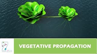 VEGETATIVE PROPAGATION [upl. by Acima]