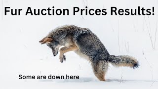 FHA Fur Auction Results Interesting Prices 2023 [upl. by Wyly]