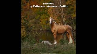 Zucchero stallion [upl. by Aisatnaf974]