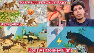 Dogs Or Monkeys Ki Kai Ghanto Tak Ladai Chali😰 Jora K Puppes Ki Halat Kharab Hogye😢Chot Lag Gye [upl. by Assilanna]