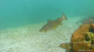 Ψαρεμα στον Λουρο Ιουλιος 2019 fishing in the river Louros Greece [upl. by Statis168]