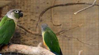 Parrot Facts  Green Cheek Conure aviary [upl. by Mayyahk]