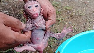 baby monkey clean bath in evening [upl. by Haimaj]