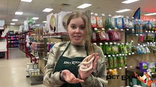 Snakes With Samantha Featuring A Leucistic Texas Rat Snake [upl. by Sherourd313]