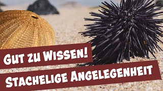 Seeigel So viele verschiedene Arten gibt es  Tierisch was los [upl. by Irtimed]