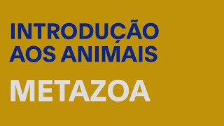 Introdução aos Animais  Metazoa [upl. by Leoj]