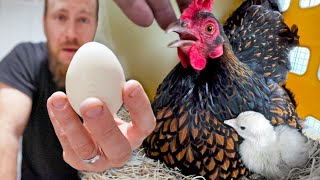 We tricked our hens into hatching out the RAREST baby peacocks [upl. by Tolley]