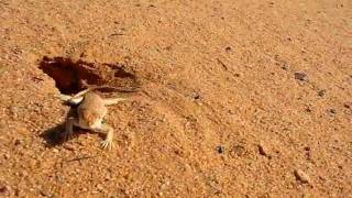 Lucertola nel deserto libico A lizard in Libya desert [upl. by Pavior48]