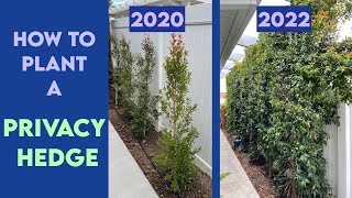 How to Plant a Privacy Hedge  Installing Drip Irrigation  Eugenia Syzygium Paniculatum [upl. by Anear]