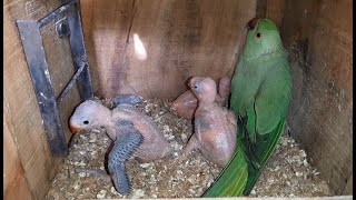 RingNeck Breeding Progress Nexus Pets Green amp Olive Ringneck Breeding [upl. by Klemm]