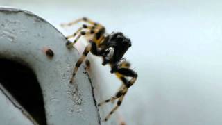 Phintella Jumping Spider Male メガネアサヒハエトリ♂（蜘蛛） [upl. by Madaras]