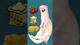 The Hidden Dangers in Food for Ferrets [upl. by Ik]