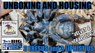 Spider Unboxing Featuring 3 Eresus and 3 Liphistius species [upl. by Venus]