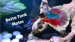 Betta Fish Tank Mates [upl. by Aihsena]