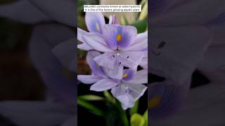 jalkhumbi water hyacinth plant waterplants jallhumbi gardening plant garden waterhyacinth [upl. by Schmitt187]