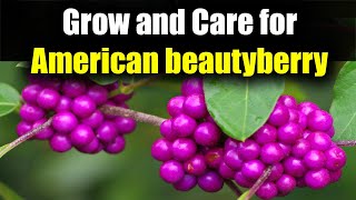 How to Grow and Care for American Beautyberry [upl. by Redfield]