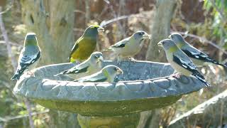 WOW Evening Grosbeak [upl. by Schultz]