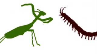 Mantis vs Centipede [upl. by Winograd]