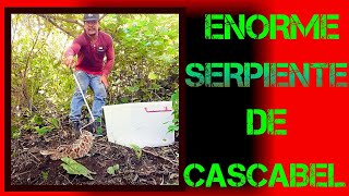 Serpientes VENENOSAS de Costa Rica Enorme serpiente de CASCABEL [upl. by Nesila]