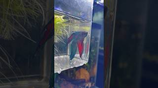 My Betta needs my help  fixing fin rot [upl. by Revned]