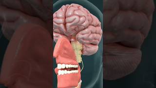 The Mechanism Of Taste Recepti  Brain  Heart  Eyes  health body  Madical specialist shorts [upl. by Ymmor12]