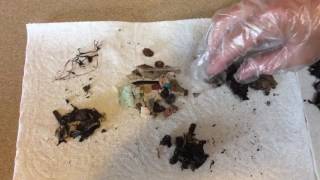 Inside the Bolus Laysan Albatrosses and Plastic Ingestion – May 26 2017 [upl. by Hsu917]