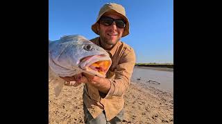 Unexpected Catch Mulloway Jewfish While Fishing for Barramundi fishing jewfish mulloway [upl. by Miche]