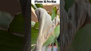 Macro Photography  iPhone 16 Pro Max vs Samsung S24 Ultra vs iPhone 15 Pro Max [upl. by Brookhouse]