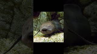 West African Lungfish and RedHeaded Rock Agama [upl. by Ecinert]