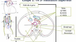 Anatomie topographique  le thorax [upl. by Naoj]