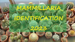 Mammillaria Identification 2023 🌵🌵🌵 [upl. by Aciram119]