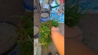 Feeding The Chickens Greens Before They Are Gone backyardchickens [upl. by Barden669]