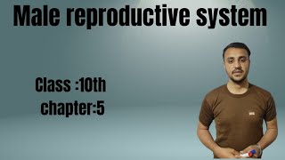 Male Reproductive System in urdu Hindi  Class 10th  Chapter 5 [upl. by Roche213]