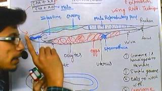 C elegans reproduction [upl. by Oicanata605]