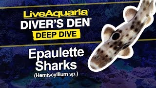 LiveAquaria® Diver’s Den® Deep Dive ORA® captivebred Epaulette Sharks Hemiscyllium ocellatum [upl. by Frasco938]