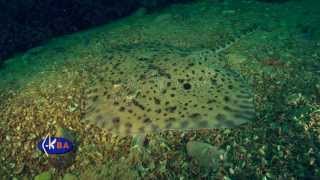 Thornback ray Raja clavata Black sea  Морская лисица [upl. by Morlee]