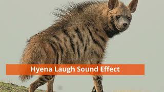 Hyena Laughing Sound Effect [upl. by Fritzsche]