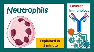 Neutrophils  Function of neutrophils in 1 minute  1 minute immunology  Neutrophils amp bacteria [upl. by Leunad]