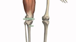 Muscles of the Thigh Part 1  Anterior Compartment  Anatomy Tutorial [upl. by Konyn]