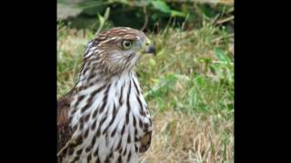 Sharpshinned or Coopers hawk hunting for birds [upl. by Aicatan]