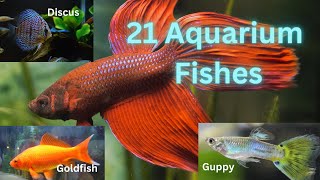 21 Best Fishes For Aquarium  Colorful Aquarium Fishes [upl. by Collayer]