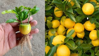 Grow lemons from lemons fruit  The easiest procedure in the world  100 success [upl. by Andriette]