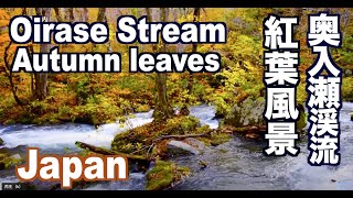 奥入瀬渓流の紅葉 Autumn leaves in Oirase Stream 奥入瀬紅葉 日本紅葉 JAPAN Tohoku 奥入瀬観光 Aomori 青森観光 十和田湖 waterfalls [upl. by Drofxer347]