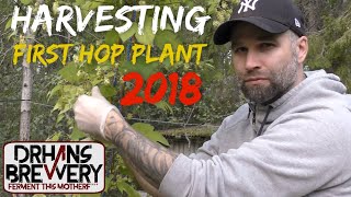 Harvesting My First Hop Plant  Growing hops at home part 7 [upl. by Loni]