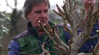 How To Pollard A Tree with Nick Dunn  Frank P Matthews [upl. by Gebhardt873]